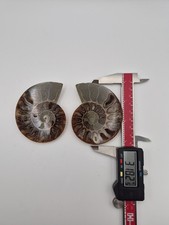 Fossil Split And Polished  picture