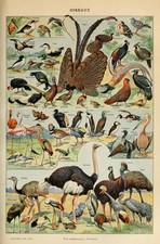 Adolphe Millot Birds Vintage Larousse Illustration Glossy Reprint Wall Art picture