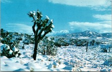 Vintage Postcard Desert Winter Snow Scene Photo By Max Mahan picture