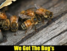  36 REAL Honey Bees DRIED They Are Suitable For Photography Taxidermy Paint More picture
