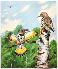 1940s Northern Flicker Bird Woodpecker Jacob Bates Abbott Color Plate Print picture
