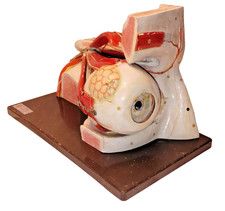 Rare 1950'S Clay-Adams Anatomical Human Eye Educational & Clinical Display Model picture