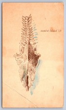 K67/ Interesting Postcard c1963 Hand-Drawn Bone Sanibel Island Florida 85 picture