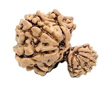 Garbh Gauri Rudraksha - Nepal - IGL Certified picture