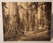 1880 WILLIAM HENRY JACKSON MAMMOTH PLATE MARIPOSA GROVE BIG TREES ALBUMEN PHOTO picture