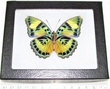 Euphaedra blue green verso butterfly Africa framed picture