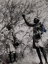 Original 1956 COI Sudan Gum Arabic Acacia Tree Harvesting Press Photograph picture