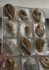 12-Piece Fossilized Spiralite Quartz Shells picture