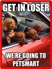  Funny Dachshund Dog  Refrigerator / Tool Box  Magnet Gift Card Insert picture