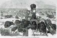 Buffalo hunting from train the Kansas-Pacific railroad 19th century. Photo8.5x11 picture