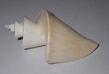 75 mm GREAT RARE Thatcheria Mirabilis Seashell #AL2 From Dongsha Island, Taiwan picture