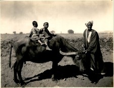 GA217 Approx. 1920s Original Photo NATIVES & WATER BUFFALO NILE RIVER EDFU EGYPT picture