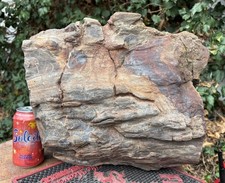 ☘️RR⛏️: Rough Full Round Detailed New Mexico Petrified Wood 111 Lb. 🪵 picture