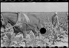 Irwinville Farms,Georgia,GA,May 1938,Farm Security Administration,FSA,Vachon,16 picture