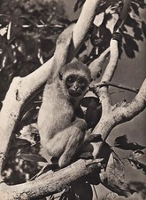1940's Original DARK HANDED GIBBON MONKEY Art Sarawak Photo Gravure By K.F. WONG picture
