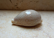 F Cypraea camelopardalis  HUGE SIZE WOW red Sea Shell clear dots F++++ 83.4 mm picture