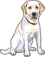 4in x 5in Right Facing Yellow Labrador Vinyl Sticker Car Vehicle Bumper Decal picture