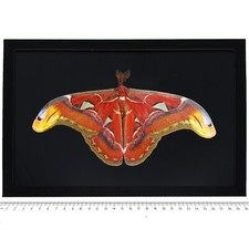 Attacus atlas MALE RESTING POSE BLACK BACKGROUND saturn moth Indonesia FRAMED picture