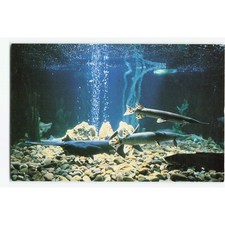 Vintage Ak-Sar-Ben Aquarium Nebraska Postcard Paddlefish Gar Bowfin Schramm Park picture