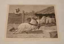1879 small magazine engraving ~ AFRICAN AMERICAN CATCHING SHEEP picture