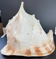 Large QUEEN HELMET Conch Shell Horned Seashell 11