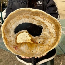 8.17LB Natural Beautiful Fossil Wood Section Specimen Therapy Healing picture