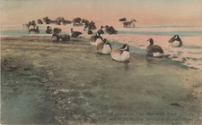 Wild Duck Geese Pike Memorial Pond Lenox MA Hand Colored Postcard Albertype picture
