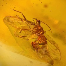 Mantisfly in Burmese / Burmite amber fossil / 100% genuine amber  picture