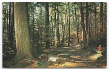 Vintage 1964 Cook Forest State Park PA Forest Cathedral White Pines Postcard picture