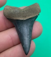 RARE LOWER MAKO SHARK TOOTH LOWER BLUE PEACE RIVER FL 1.86” picture