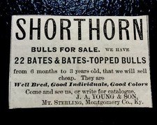 1886 Young & Son Cattle Cow Farm Advertising - Mt. Sterling - Kentucky picture