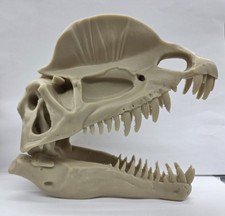 3d printed Dilophosaurus Skull head skull model dinosaur  picture