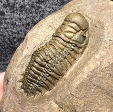 Crotalocephalina (Crotalocephalus) gibbus Trilobite Fossil – Collector Specimen picture