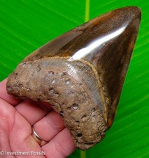 Megalodon Shark Tooth Real Fossil 4.60” BIG XL No Restorations Sharks Teeth picture