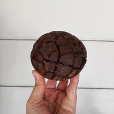 995Gr Natural GIANT Septarium Dragon's Septarian Crystal Rough Mineral Specimen picture