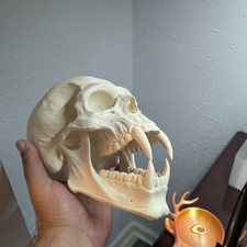 Cool Vampire Skull picture