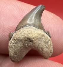 ULTRA RARE CUSPED THRESHER SHARK TOOTH SUMMERVILLE SC .69” picture