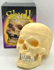 Vintage Life Size Life Like Human Skull Replica w/Movable Jaw Halloween ⚡FREESHP picture