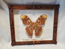 Large Framed Atlas Moth Specimen (Attacus atlas) - Vintage Taxidermy Shadow Box picture