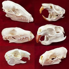 1/2/5/10Pcs Exquisite Collection of Real Skull Animal Bones for Craft, Home Deco picture
