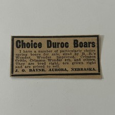 Choice Duroc Boars Sired By BR's Wonder J Bayne Aurora NE 1912 Clipping TAJ5-S17 picture