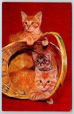 c1960s Cute Kittens Cats in Basket  Vintage Postcard picture