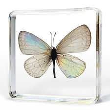 Tiny Butterfly in Resin, Real Pale Hedge Butterfly, Udara dilecta picture
