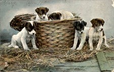 Puppies in Basket Studio Image Raphael Tuck & Sons c1900s-10s Vintage Postcard picture