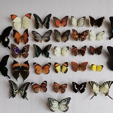 30 Real Butterfly Specimens Mixed Species No Duplicates Spread Wings DIY Decor picture