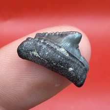 RARE BABY MEGALODON TOOTH .62” VENICE FLORIDA picture