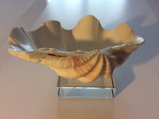 Shell Vintage Creamy White w/Touches of Pink On New Glass Riser picture