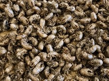 Cicada Insect Shells Exoskeletons LOT OF 100+ Indiana 2026 Real Wild Bug Skins picture