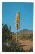 Yucca Large Desert Flower With Cluster Of White Blossoms Cactus Postcard picture