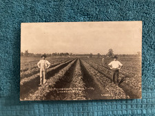 RPPC Decatur Michigan Field Workers  Housenger's Celery Farm CR Childs Photo '10 picture